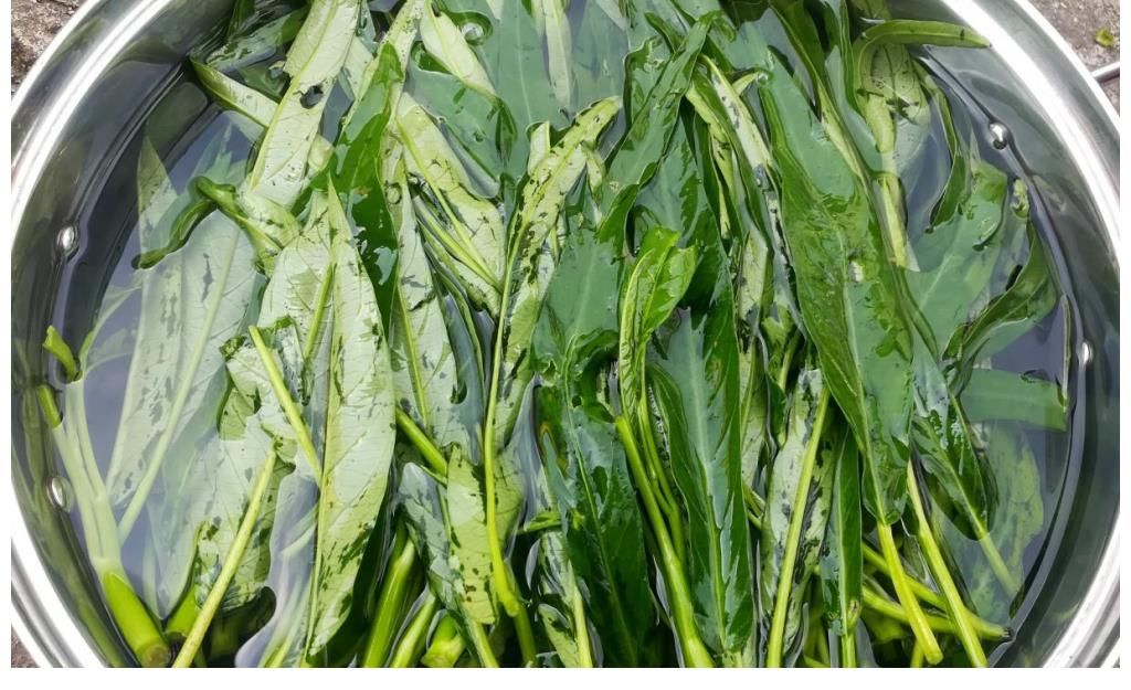 蒜蓉炒空心菜|炒空心菜别焯水，学会餐馆的做法，多加2物，爽脆入味不发黑