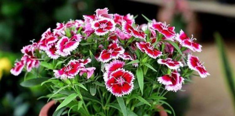 4种花仙气飘飘,迷人的花朵,花大多又艳,开花就停不下来