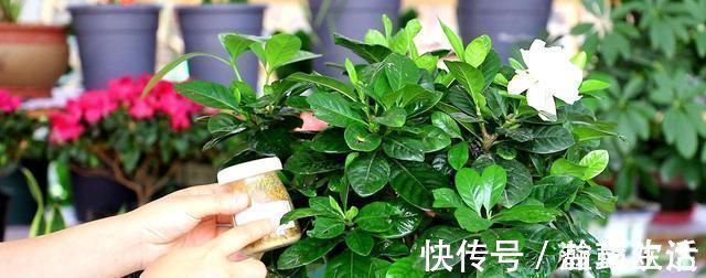 “细菌”不喜欢的“3种花”,多养几盆,家里香喷喷,心情美美哒
