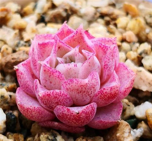 冬天养多肉,掌握3个要点,上色美长满盆,轻轻松松出状态!