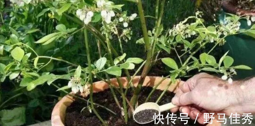好处|用草木灰养花,有这么多好处,但是这类花卉可不能用