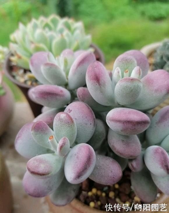 变异|3类多肉不要买,锦化,缀化,药锦,看起漂亮,死亡率很高