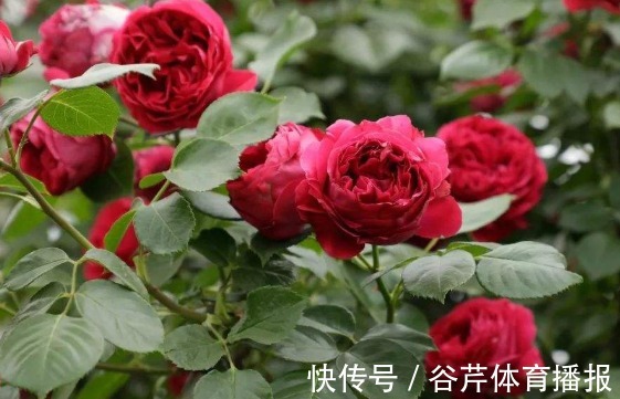 新手养花就养一盆“红色龙沙宝石”，花大色艳，花期长适合盆栽养