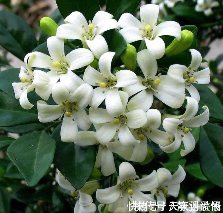 栀子花|4种花漂亮又好养,不仅名字好听,花也漂亮,养家里,满屋飘香!