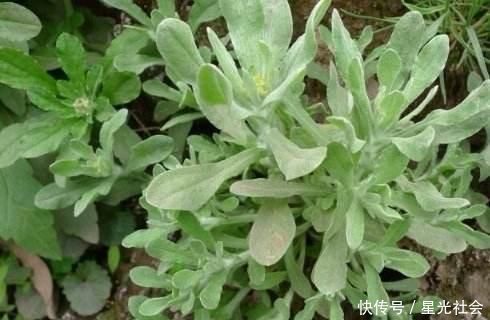 农村|农村一种野草,人称“草中燕窝”,营养高、味道好,常做饼吃
