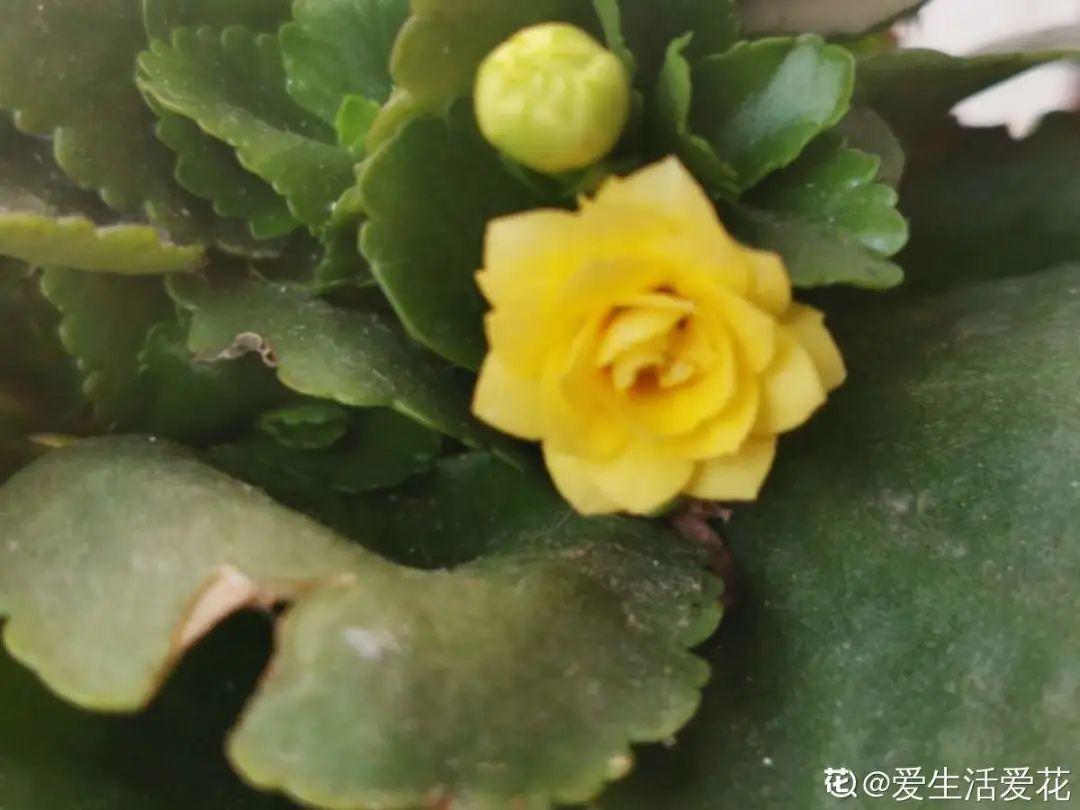 1米8的长寿老桩,狠心砍光了,半月重新长一堆!