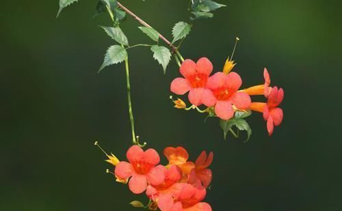  命中|凌霄花疯长“淹没”墙壁怎么办？做到这点，一击命中，轻松驯服它