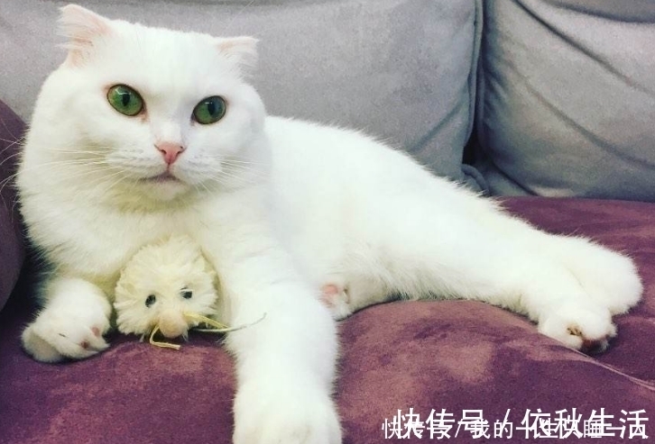 |幽默段子:俺和同村的桂花两情相悦,这天,俺上她家去提亲