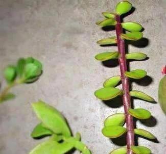 盆栽|3种“招财花”,掐个叶子养1盆,旺运又招财,日子越过越好