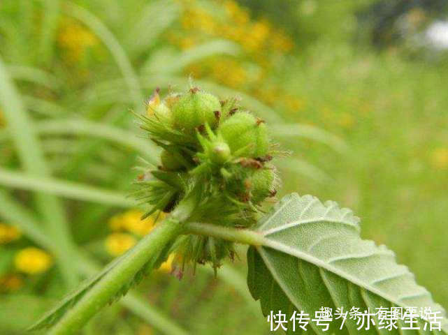 马松子|它是天然“皮炎平”，专治皮肤病，长在玉米地常遭踩踏