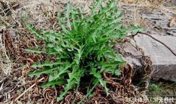 中薪|农村田地里野菜,个个都是良药,农村人视而不见,城里人抢着吃