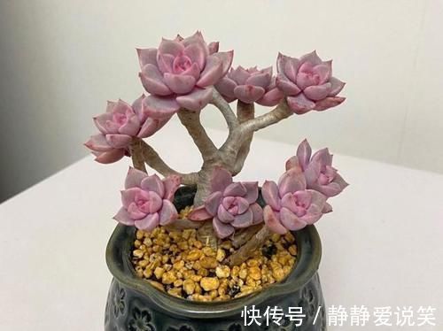 精致|红粉佳人悬崖桩、直立桩都漂亮,我更喜欢直立桩,像精致的艺术品