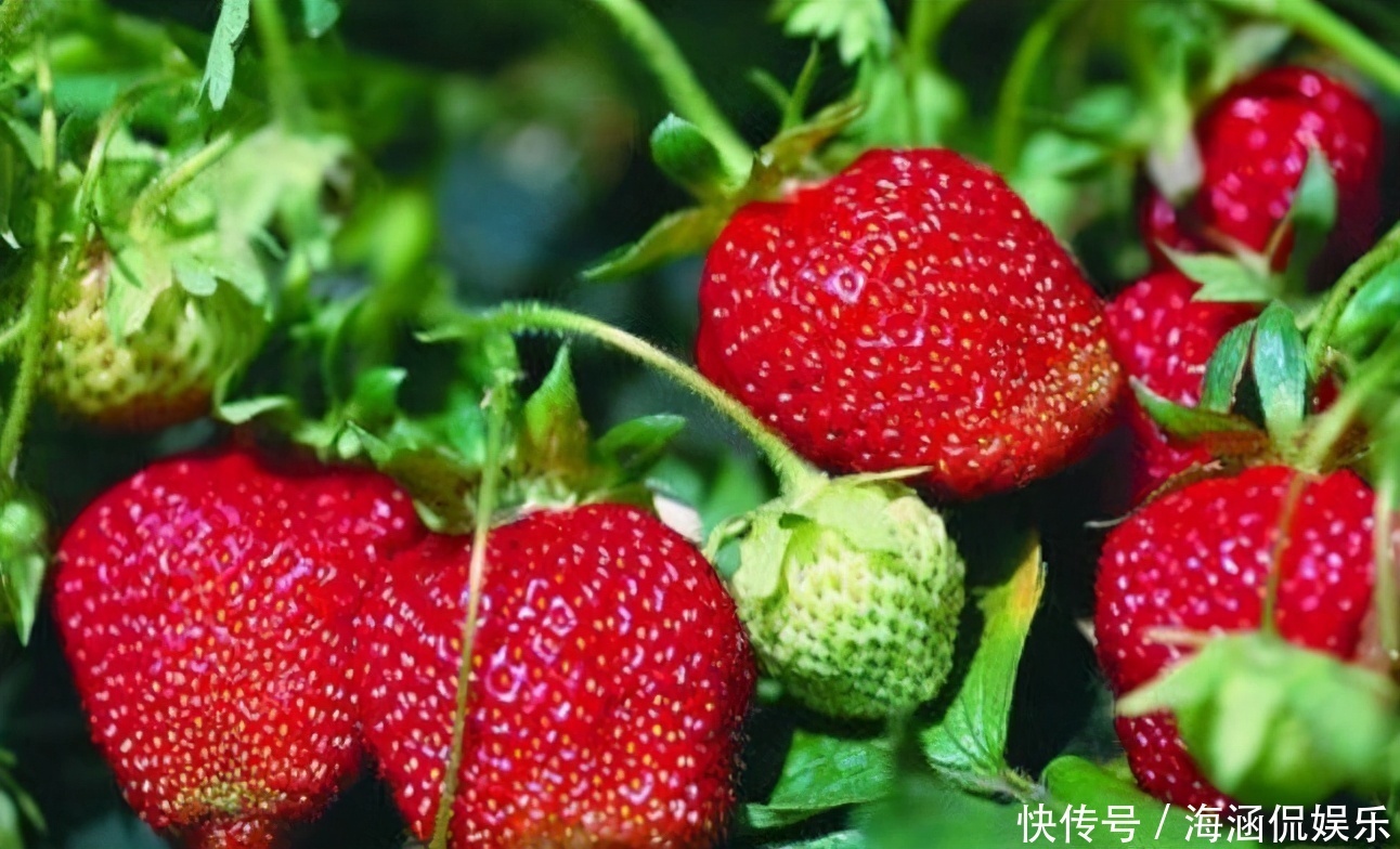 超市很常見的三種食物，營養(yǎng)豐富、延緩衰老，身體棒棒噠！