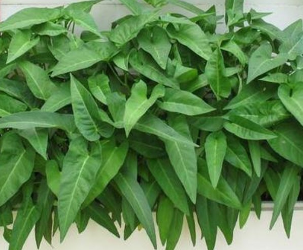 养花不如种菜,“4种菜”种阳台,结果量大,随吃随摘,够全家吃