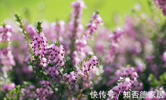 适应能力|零下20度冻不死的花草清单，种在北方小院，可多年赏花