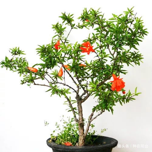你家盆景石榴不开花、不结果别急,一把剪刀就能解决!