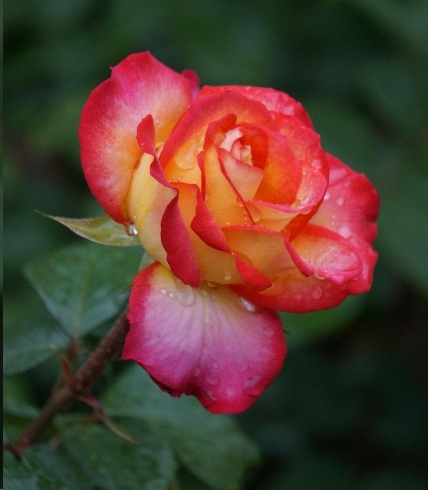 玫瑰|此花被称为最早的玫瑰,所代表的是希望和美好,也是纯洁的爱