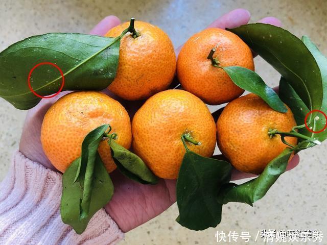 买砂糖橘时,挑有叶子还是没叶子的?牢记“4不买”,别再随便买