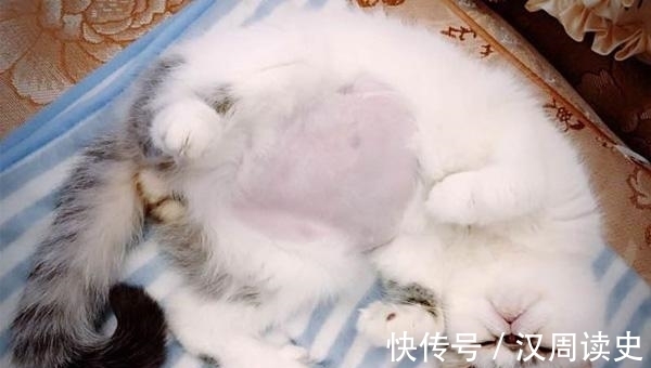 公猫阴茎出血什么原因