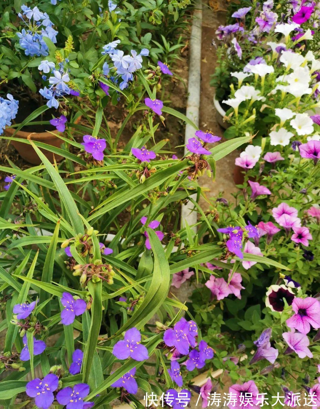 70岁老妈,一天也闲不住,院子里种满了花!