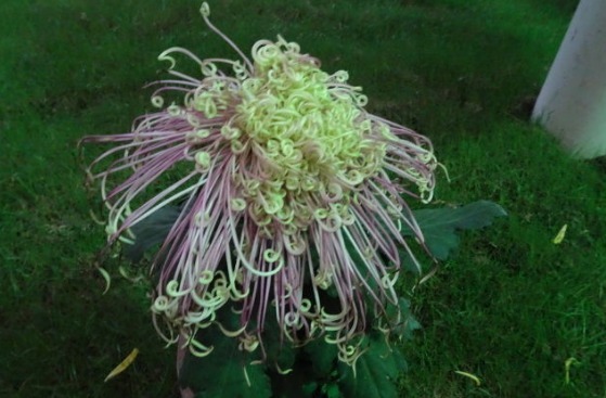 喜欢菊花,不如养盆“菊中珍品”国华濑音,似窈窕美人,美轮美奂