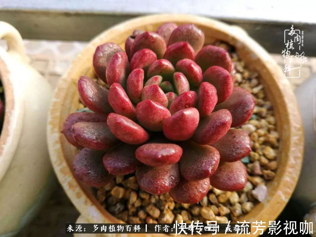 多肉|人生有时候就像多肉，不是不出彩，只是经历的时光还不够！