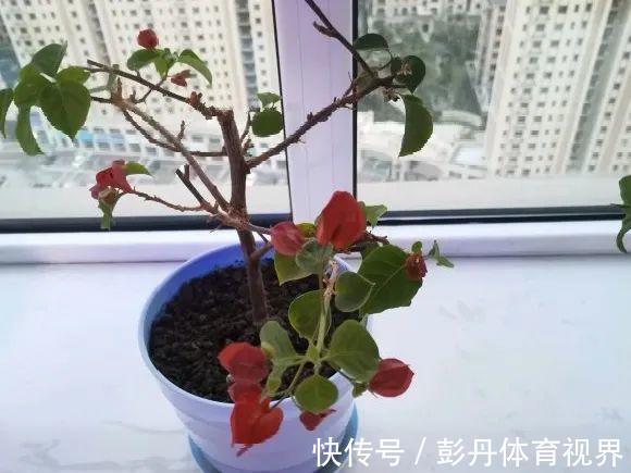 叶子|十月养这花，撸叶子、少浇水，10天冒出大花苞！