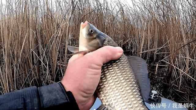 味型|夏季高温鲫鱼难钓搞懂其中奥妙，夏季野钓不难爆护