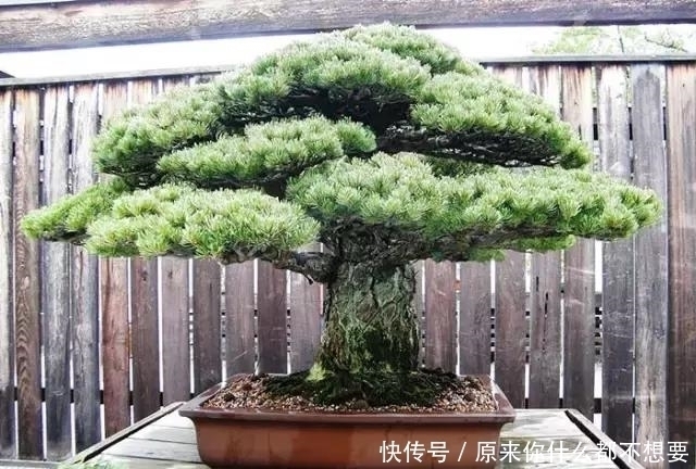 世界上又一奢侈品《盆栽》一盆就是一座房子!