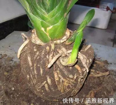 花生壳|君子兰吃点“小颗粒”,长速就像“大白菜”,1年冒5对“油绿叶
