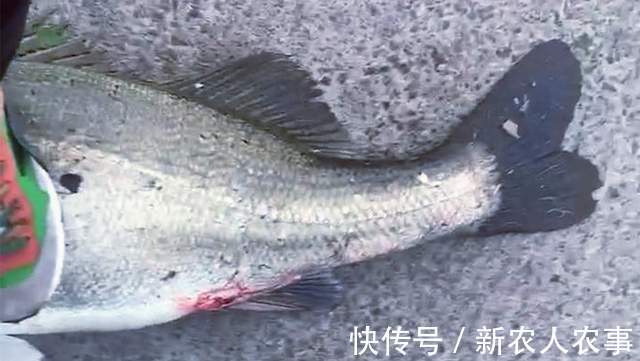 漩门湾|45斤的米级“鲈鱼王”,浙江男子海钓收获大鱼,老钓鱼人也没见过