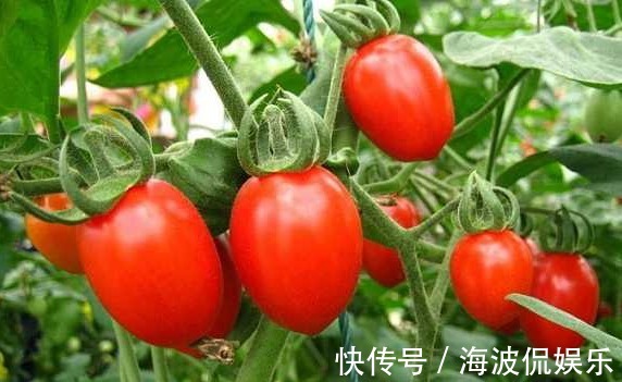 高产|圣女果清热解毒、延缓衰老,农民种植只需四点,收获高产圣女果