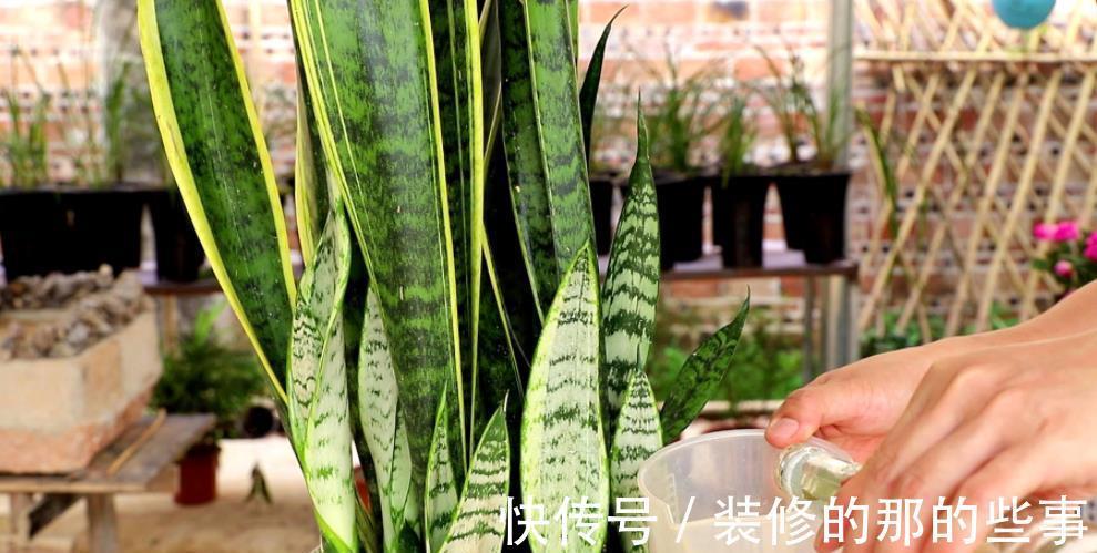 虎皮兰|4种花是“真酒鬼”，7天喝一勺，叶子油绿开花艳丽，比花肥好使