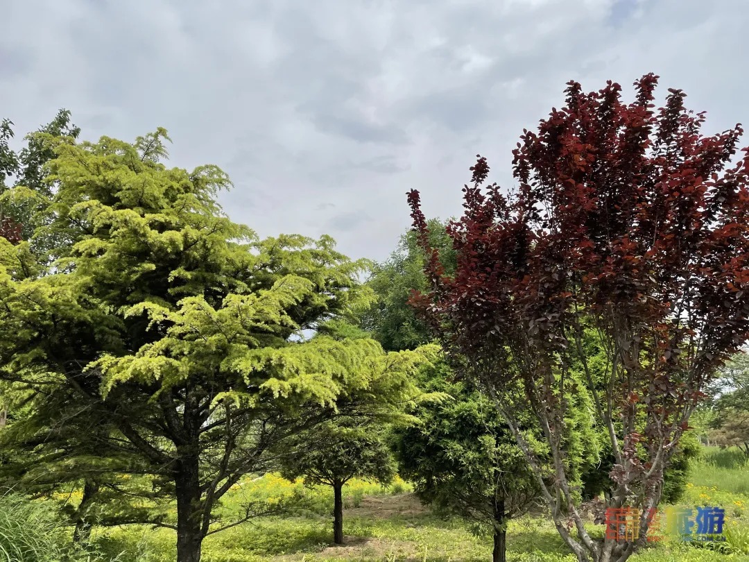 雏菊|北京亦庄超大规模雏菊花海正在盛花期，五颜六色，颜值爆表！