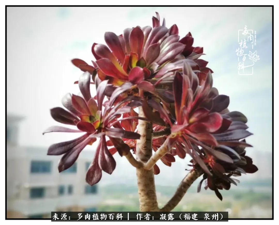 喜欢养肉,喜欢赏肉,更喜欢拍,如此怎能不掉肉坑