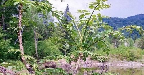 枝条|它是农村最被低估的1种树木,农民打柴都不砍它,殊不知浑身是宝