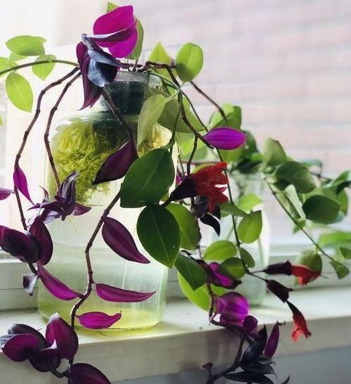  垂吊植物|垂吊类绿植：绿萝、吊兰看腻了!盆栽这些花卉，漂亮、好养