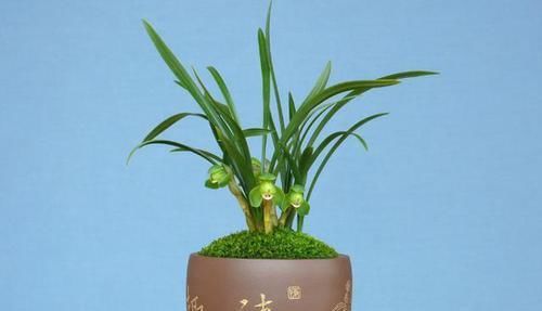  就要|书房就要养上5种花，实用风雅不落俗