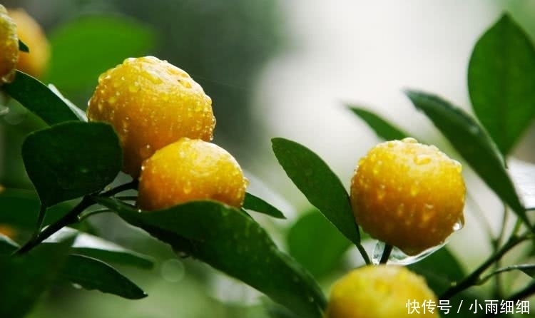 年轻|冬季常吃6种水果，皱纹没了，皮肤变白了，越吃越年轻