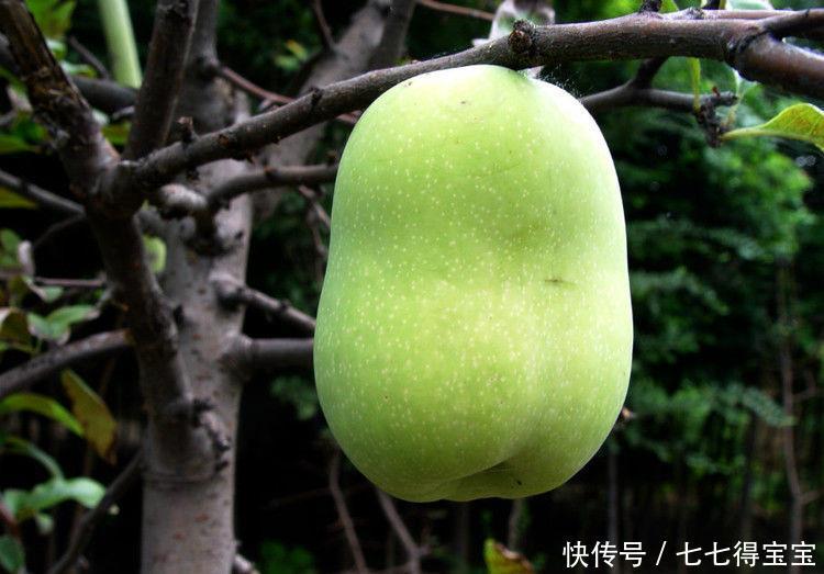 分享几道年夜饭,又香又鲜,营养又美味,全家都喜欢吃