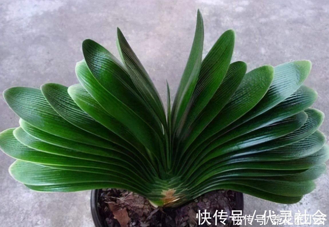 叶片|养君子兰有“三不放”，这是前提条件，能让君子兰叶子油亮整齐
