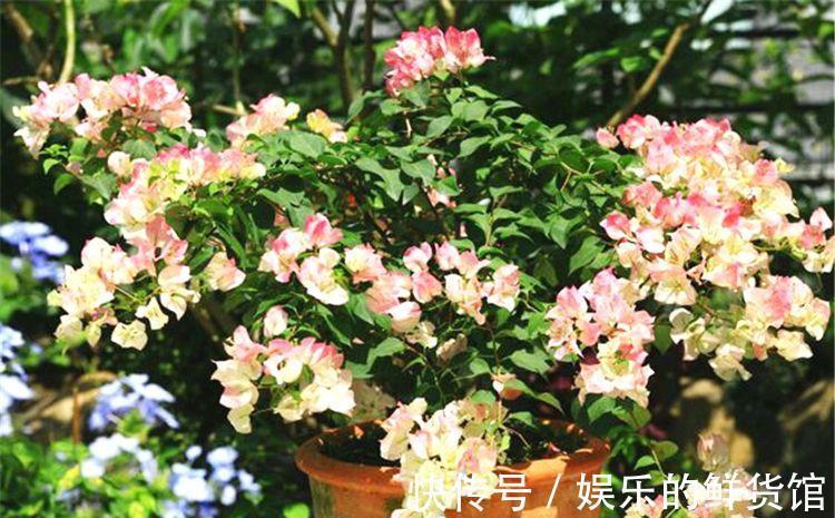 结晶体|养花用磷酸二氢钾催花,到底该怎么操作,为什么有人喜有人厌?