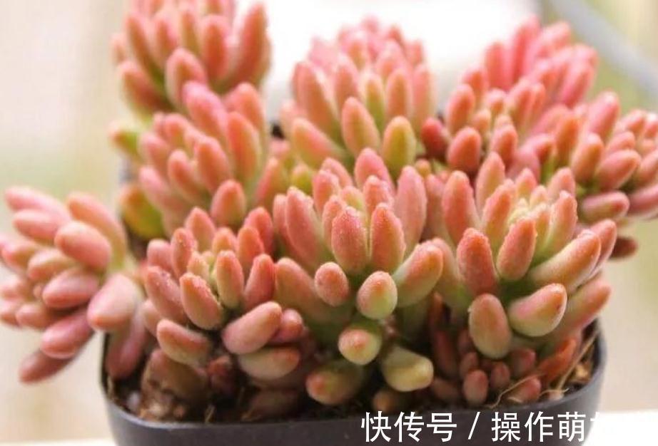 红稚莲|最受欢迎的几款多肉,你家种了吗,看后立刻被种草