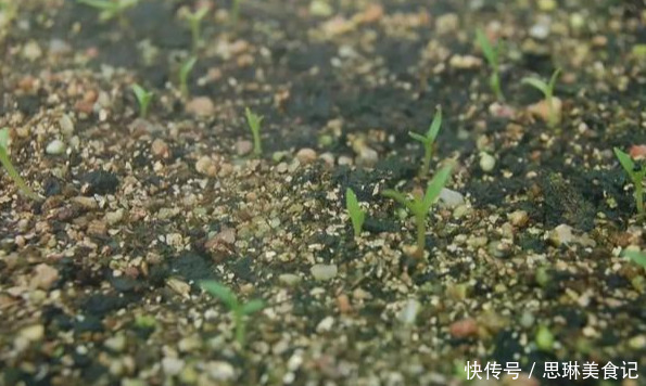 这花像长寿花一样好养,全年不间断的开花,太美了