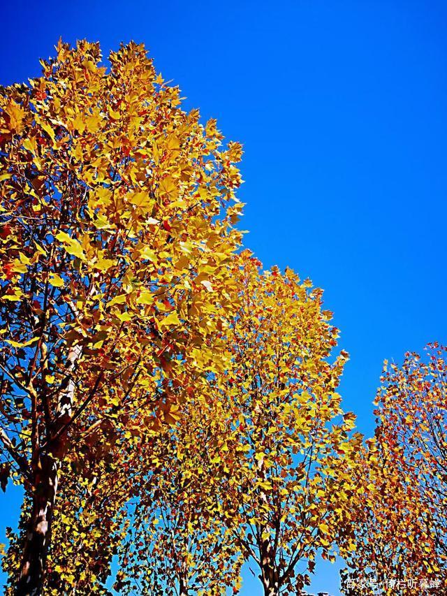 《七绝.初冬印象》霜染苍茫已入冬,枝条飞叶落无穷