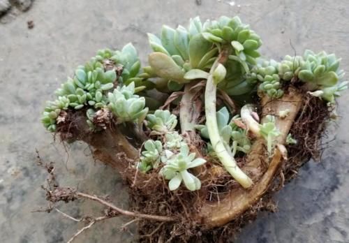 叶插的多肉小苗缀化了？那要正确养护，要不然它会长得乱七八糟的