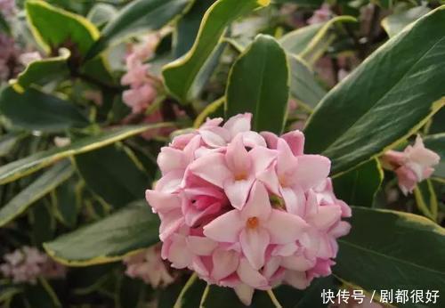 金边瑞香|冬天我只养5种花，耐寒又好养，最后一种不开花也好看！