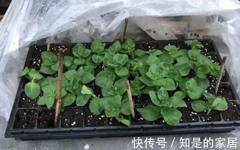 茎干|秋冬养花就养它们，好活漂亮，动手多扦插几盆，阳台马上变花海
