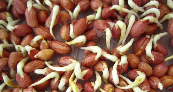 食物|有种食物发芽后吃，不仅没伤害，营养反而翻倍