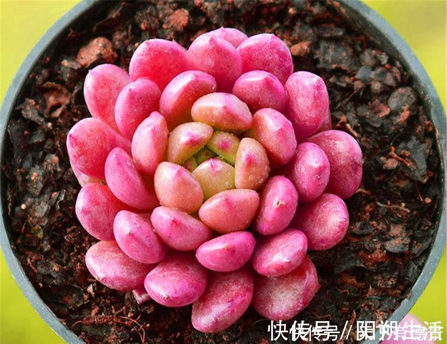 多肉红宝石叶子干瘪发软怎么办?尽早去做3件事,饱满又鲜红